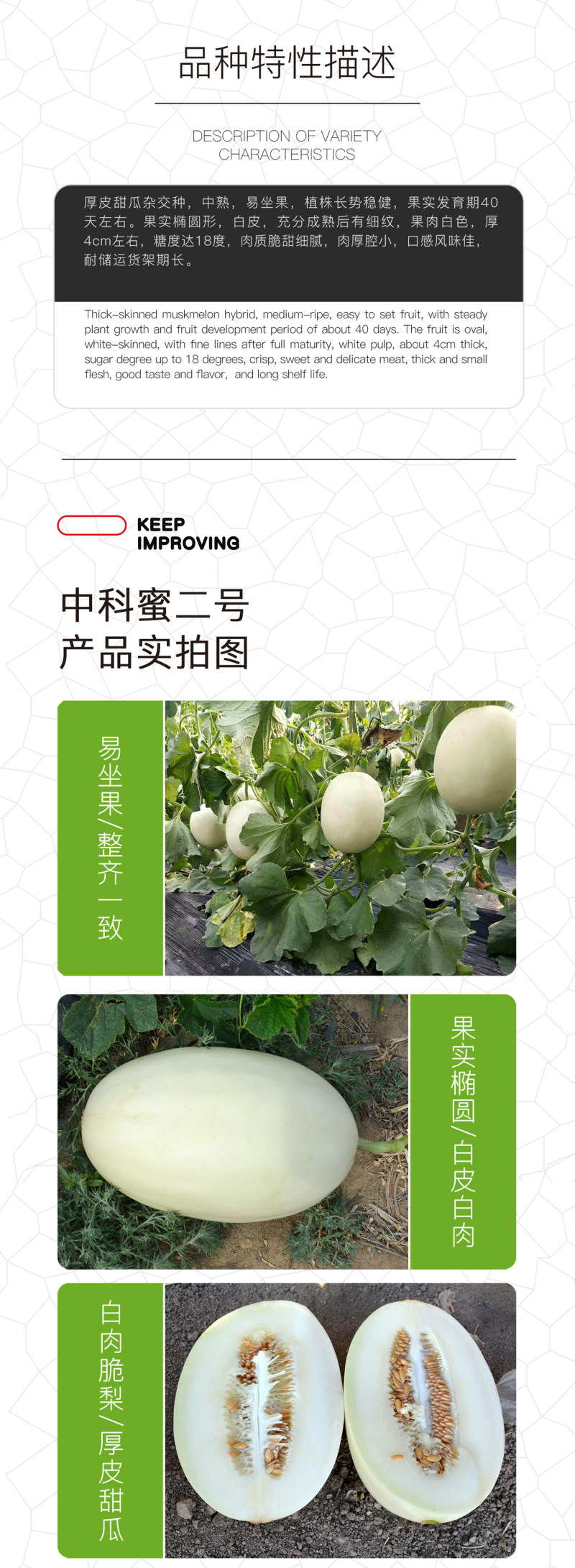 中科茂华瓜果种子中科蜜二号厚皮甜瓜种子白皮白肉