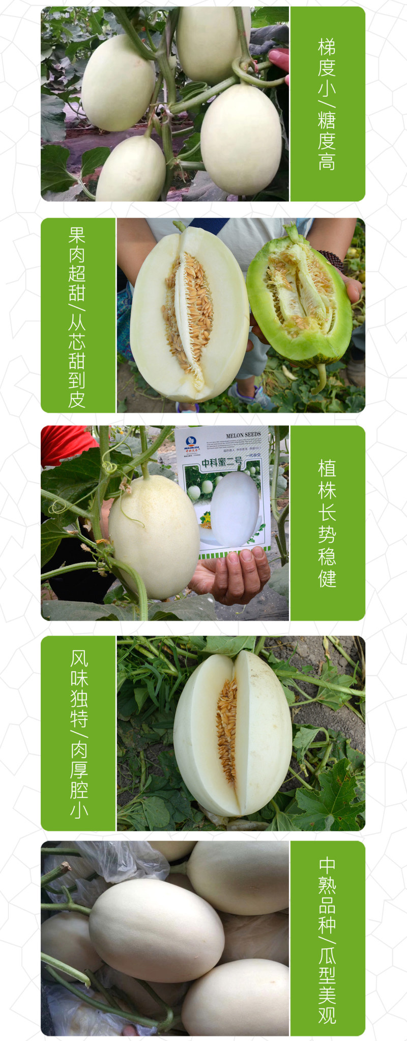 中科茂华瓜果种子中科蜜二号厚皮甜瓜种子白皮白肉