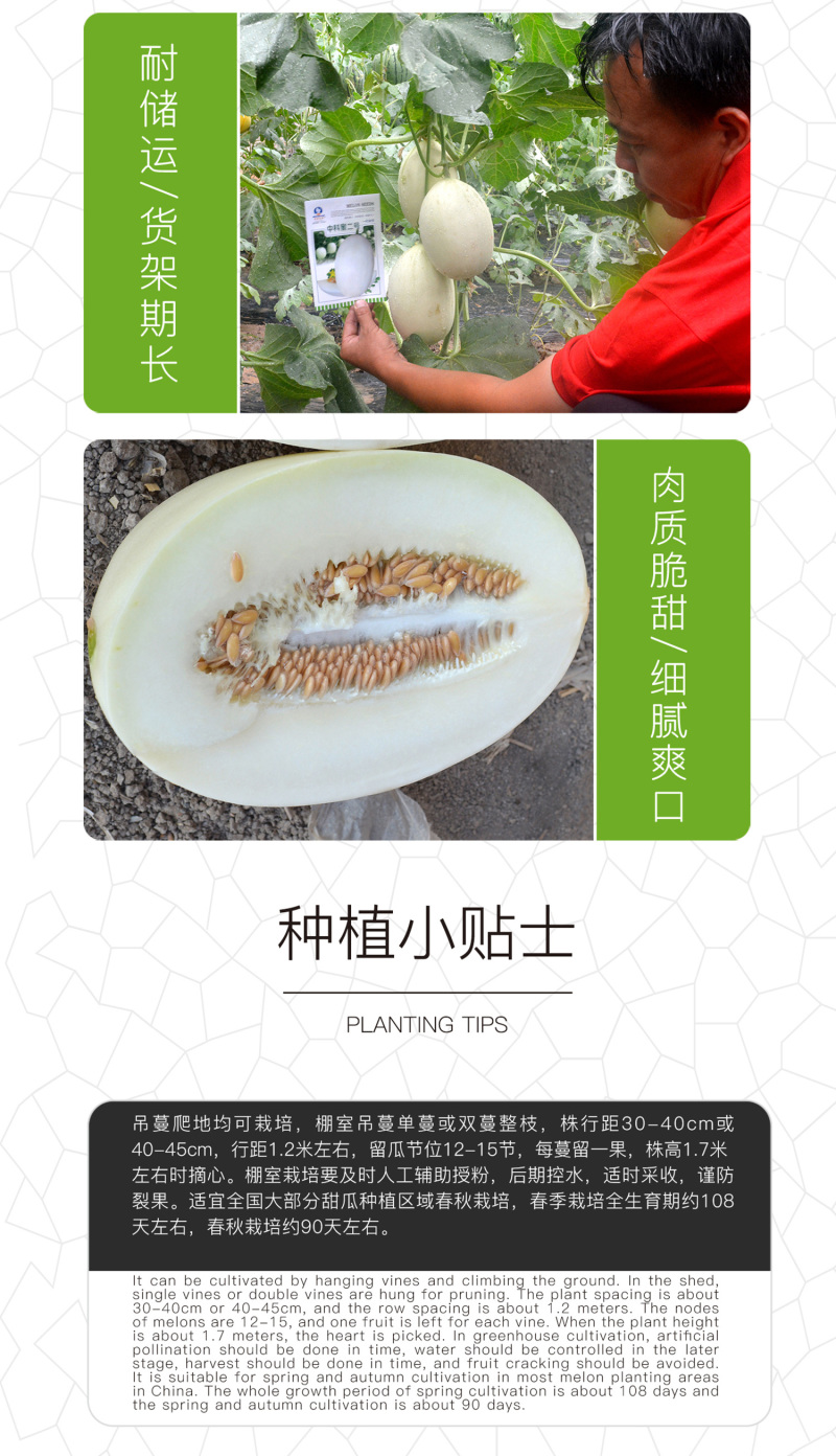 中科茂华瓜果种子中科蜜二号厚皮甜瓜种子白皮白肉
