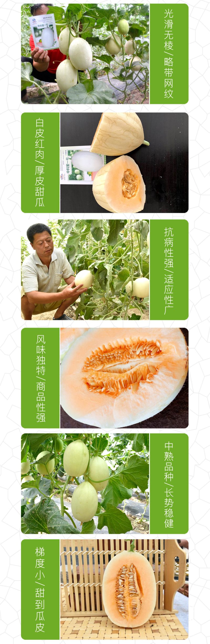 中科茂华瓜果种子中科蜜一号厚皮甜瓜种子香瓜种子