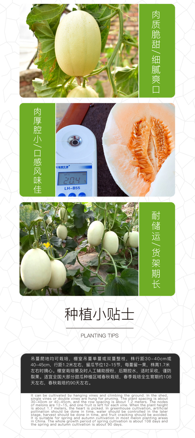 中科茂华瓜果种子中科蜜一号厚皮甜瓜种子香瓜种子