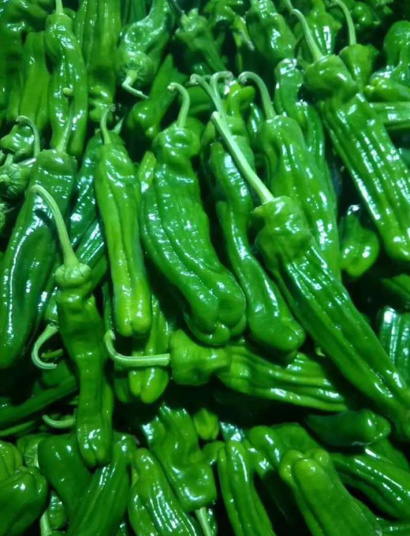 鲜辣椒301尖椒螺丝椒一手货源诚信经营量大从优
