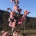 红梅2-8cm美人梅（原生骨里红）价格可议欢迎来电咨询