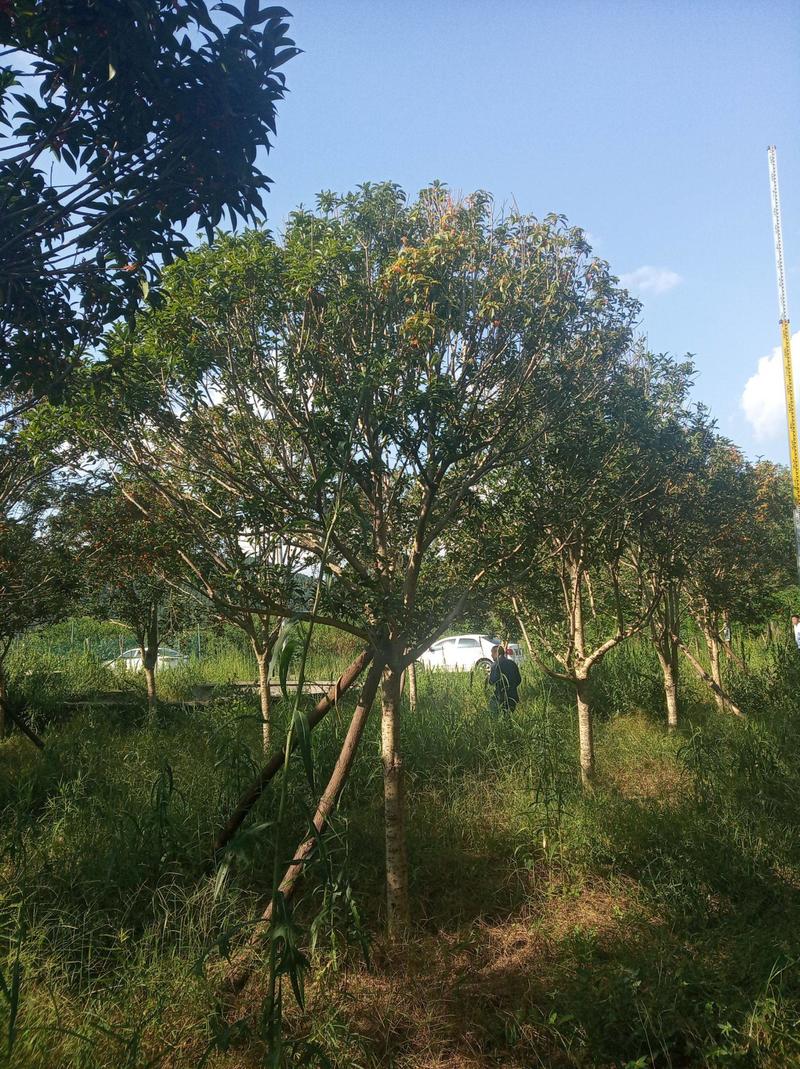 高杆桂花树8一15公分，金桂丹桂，基地直供，直接来电咨询