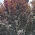 高杆红叶李8一16cm自家山种植，无中介，湖北钟祥杨桥