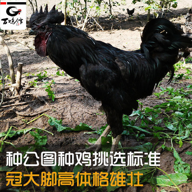 【精选】绿壳蛋鸡苗五黑一绿蛋鸡苗耐粗粮全国发货运输包活