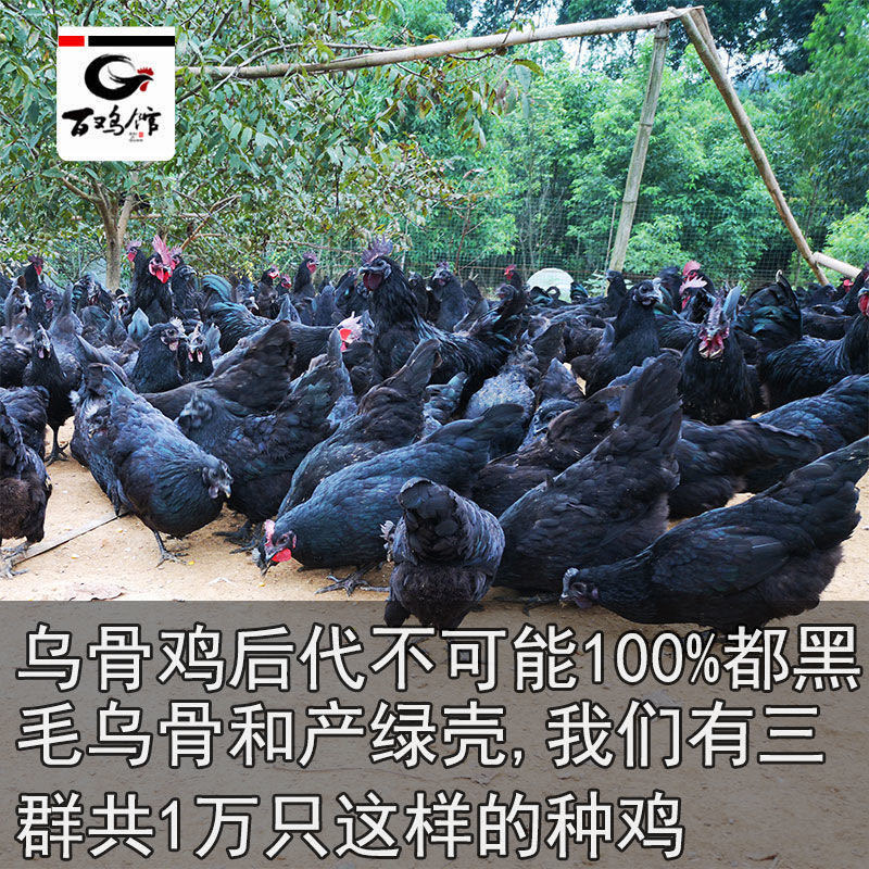 【精选】绿壳蛋鸡苗五黑一绿蛋鸡苗耐粗粮全国发货运输包活