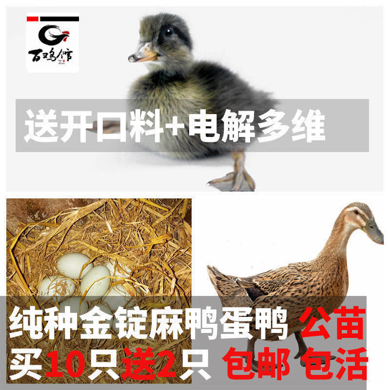 【精选中】蛋鸭苗高产绿皮蛋厂家直销全国发货防疫全包售后