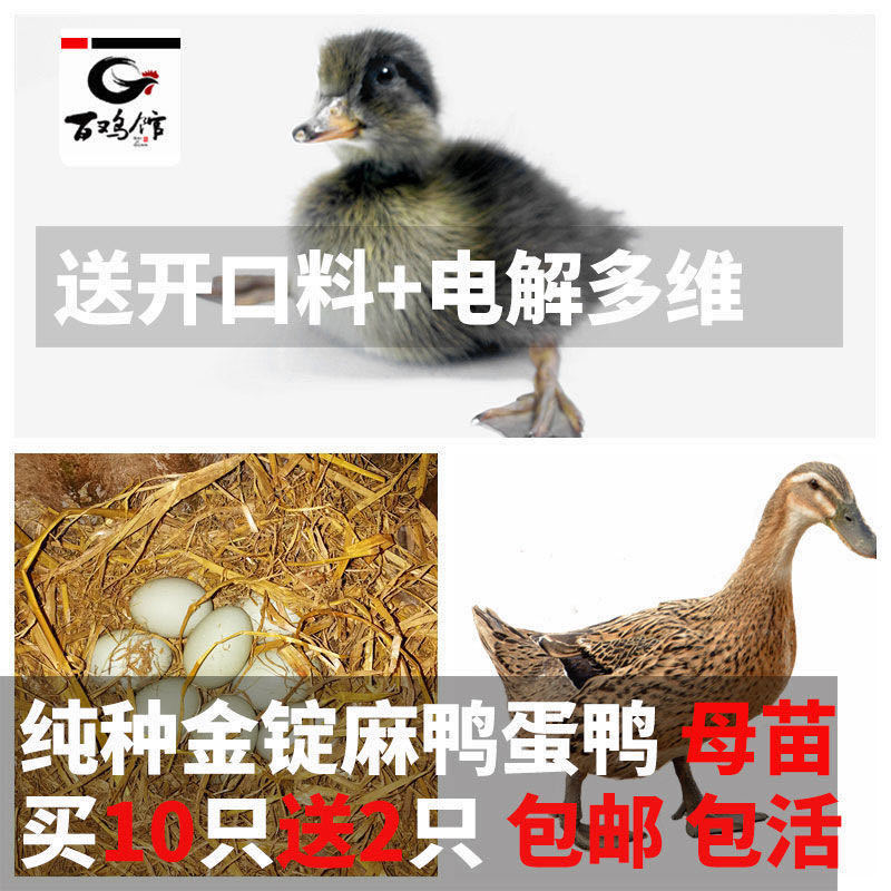 【精选中】蛋鸭苗高产绿皮蛋厂家直销全国发货防疫全包售后