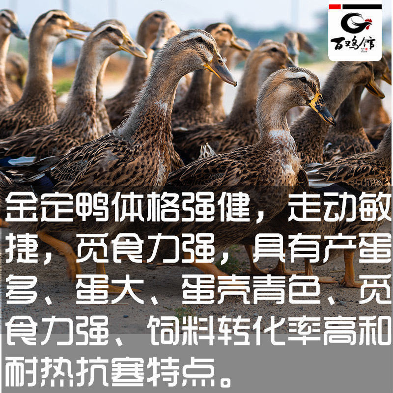 【精选中】蛋鸭苗高产绿皮蛋厂家直销全国发货防疫全包售后