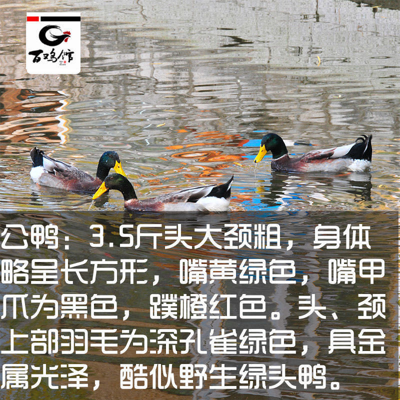 【精选中】蛋鸭苗高产绿皮蛋厂家直销全国发货防疫全包售后