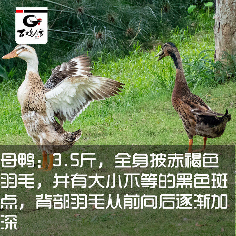 【精选中】蛋鸭苗高产绿皮蛋厂家直销全国发货防疫全包售后