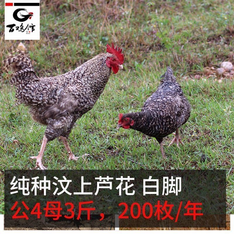【热卖】芦花鸡苗纯种汶上芦花鸡苗高产活体
