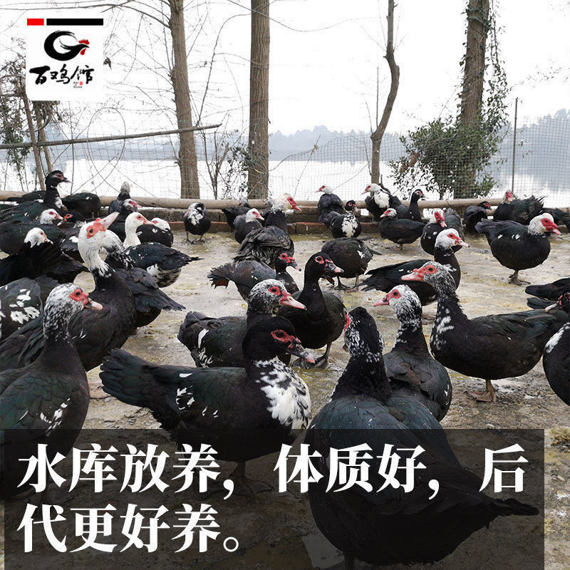 【热销中】番鸭苗黑番鸭苗花番鸭包路损孵化直销