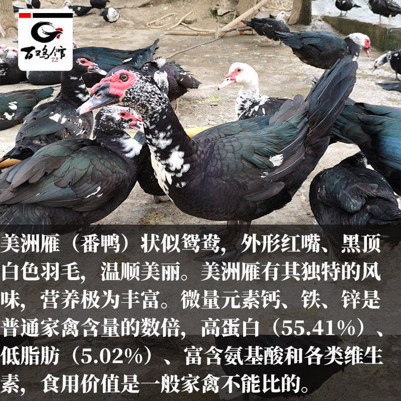 【热销中】番鸭苗黑番鸭苗花番鸭包路损孵化直销