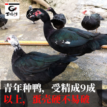 【热销中】番鸭苗黑番鸭苗花番鸭包路损孵化直销