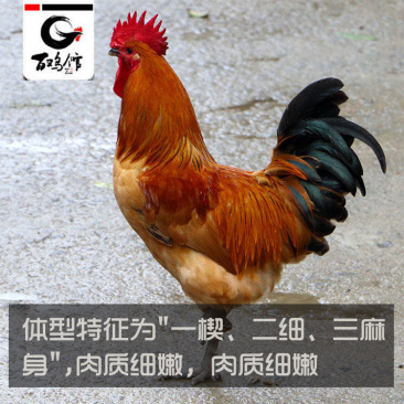 固始鸡苗淮南王鸡苗包运输死亡包赔一手货源防疫齐全远程指导
