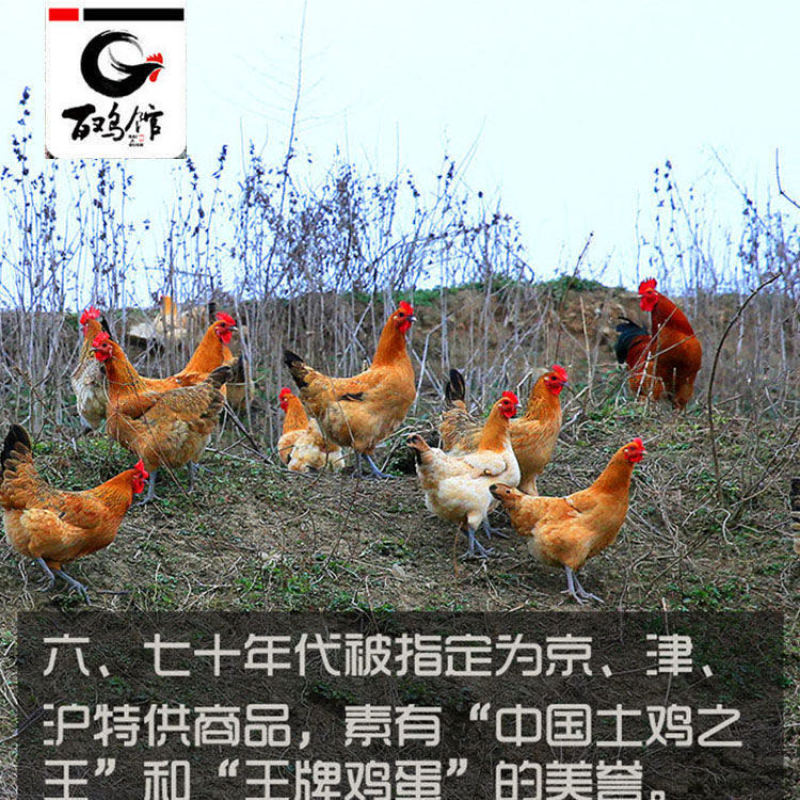 固始鸡苗淮南王鸡苗包运输死亡包赔一手货源防疫齐全远程指导