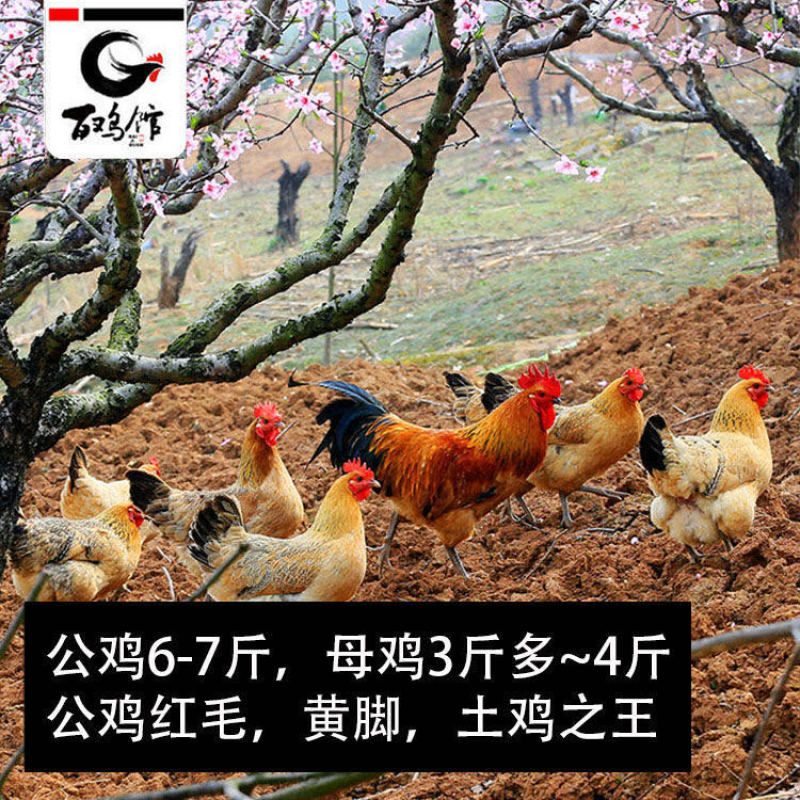 固始鸡苗淮南王鸡苗包运输死亡包赔一手货源防疫齐全远程指导