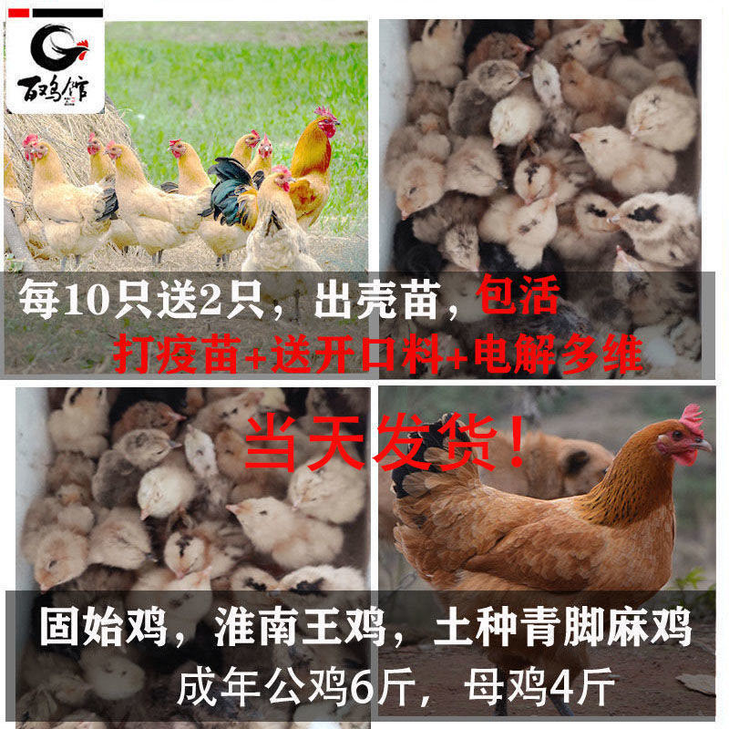 固始鸡苗淮南王鸡苗包运输死亡包赔一手货源防疫齐全远程指导