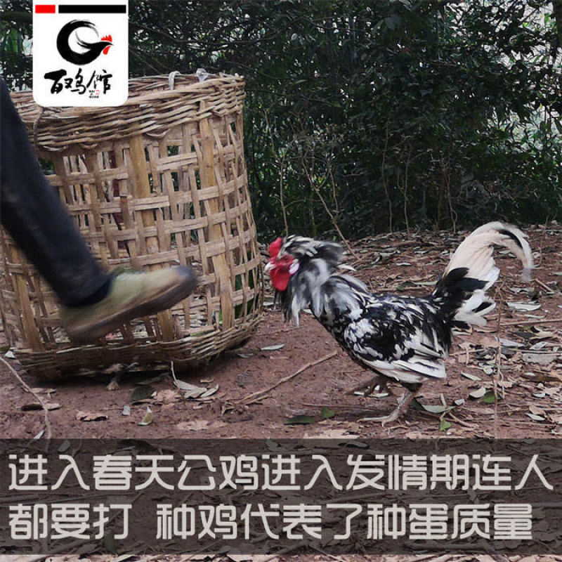 【促销】贵妃鸡苗包活体贵妃鸡脱温苗防疫提供养殖指导
