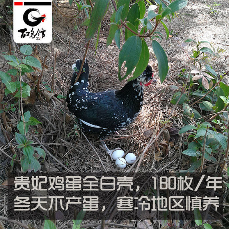 【促销】贵妃鸡苗包活体贵妃鸡脱温苗防疫提供养殖指导