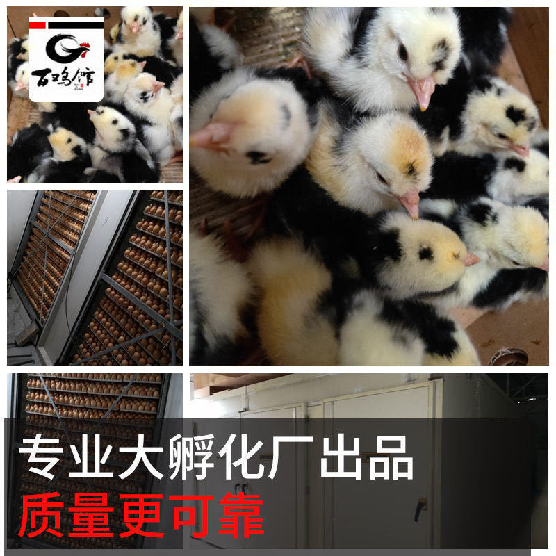 【促销】贵妃鸡苗包活体贵妃鸡脱温苗防疫提供养殖指导