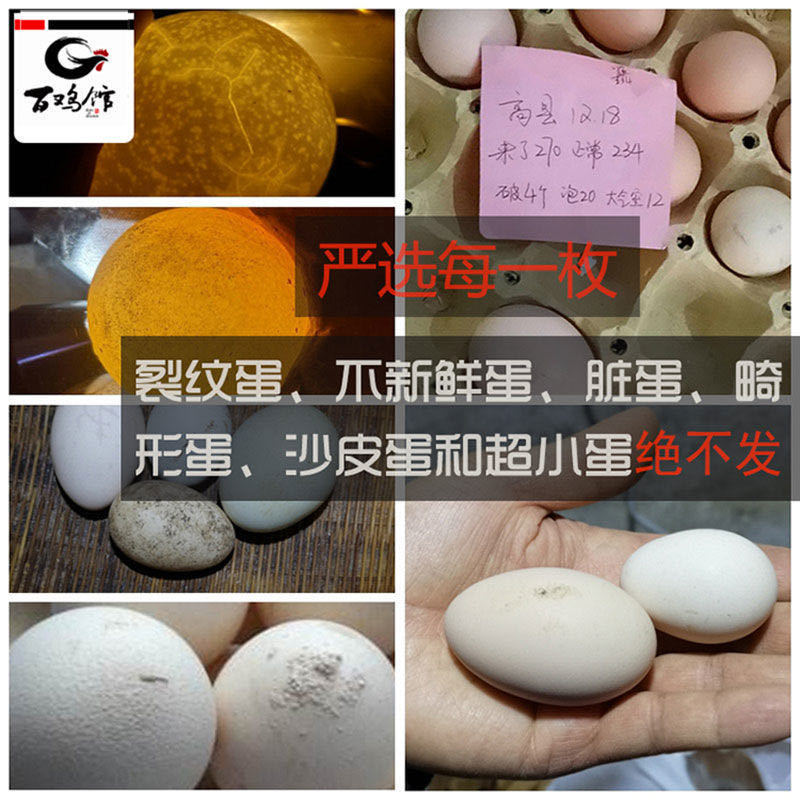 【优质】皖西白鹅苗三花鹅杂交货到满意付款全国发货运输包活