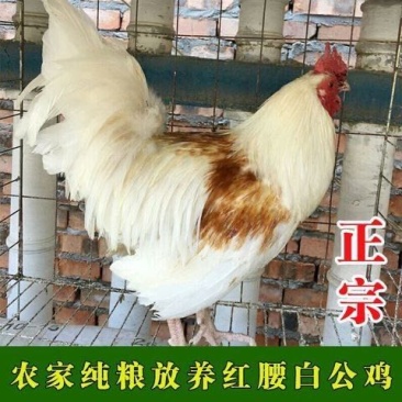 【精选】817鸡苗882鸡苗全国发货运输包活防疫齐全