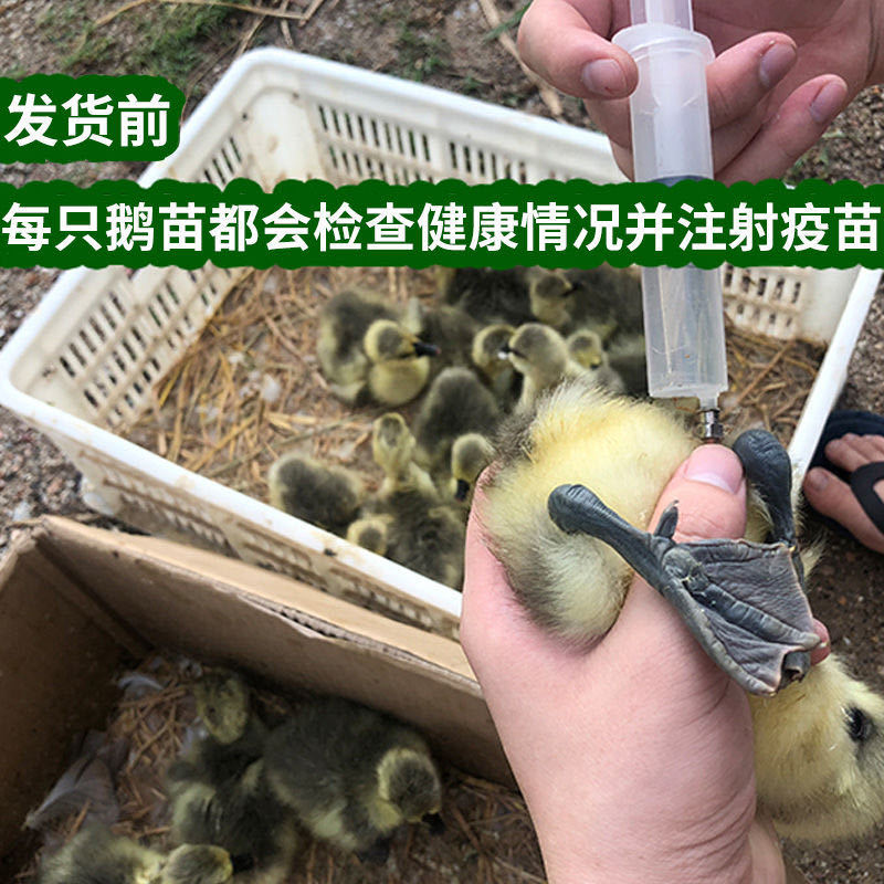 大种灰狮头鹅苗白狮头鹅苗三花鹅苗朗德鹅苗防疫齐全死亡包赔