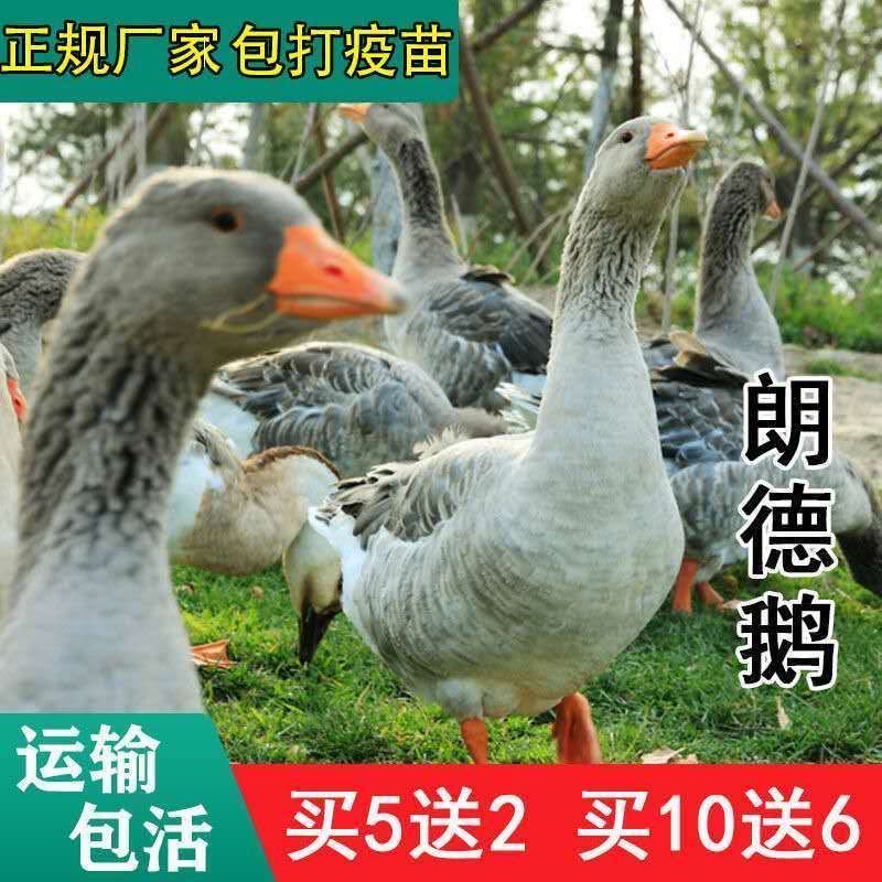大种灰狮头鹅苗白狮头鹅苗三花鹅苗朗德鹅苗防疫齐全死亡包赔