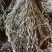 独脚金小儿开胃消食汤包野生疳积草自然晒干另售各种香辛料