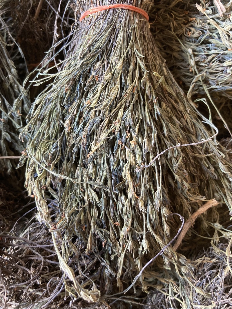 独脚金小儿开胃消食汤包野生疳积草自然晒干另售各种香辛料