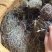 独脚金小儿开胃消食汤包野生疳积草自然晒干另售各种香辛料
