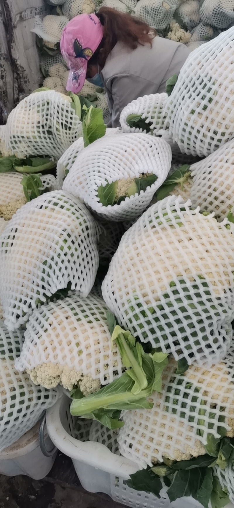 【精品】甘肃散花，大量上市白面青梗欢迎选购
