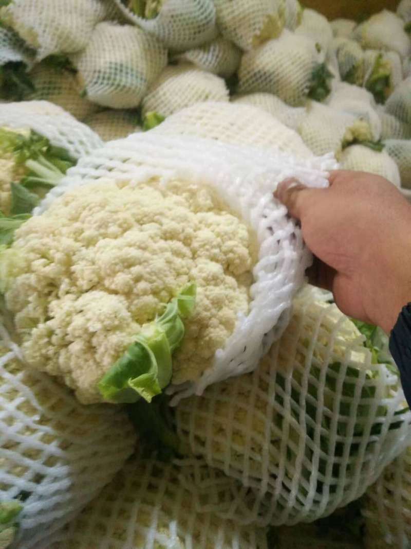 【精品】甘肃散花，大量上市白面青梗欢迎选购