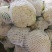 【精品】甘肃散花，大量上市白面青梗欢迎选购
