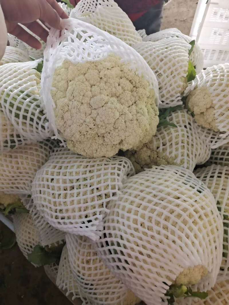 【精品】甘肃散花，大量上市白面青梗欢迎选购