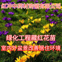 藏红花种球绿化美化工程室内外盆景改善居住环景进口国产种球
