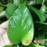 植物油助剂青皮精油渗透剂杀菌剂杀虫剂快速吸收提高药效