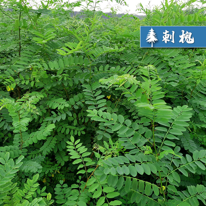 护坡灌木紫穗槐种子芽率98%护坡植被覆盖效果好生长快