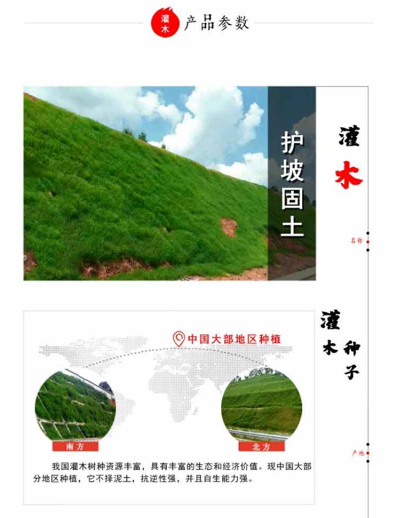 护坡灌木紫穗槐种子芽率98%护坡植被覆盖效果好生长快