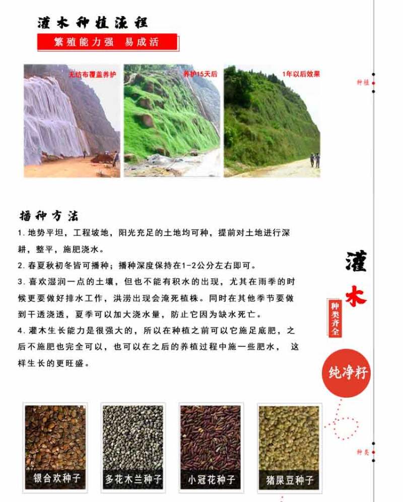 护坡灌木紫穗槐种子芽率98%护坡植被覆盖效果好生长快