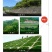 护坡灌木紫穗槐种子芽率98%护坡植被覆盖效果好生长快