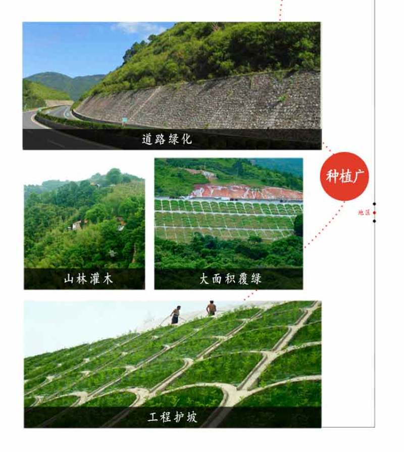 护坡灌木紫穗槐种子芽率98%护坡植被覆盖效果好生长快