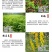护坡灌木紫穗槐种子芽率98%护坡植被覆盖效果好生长快
