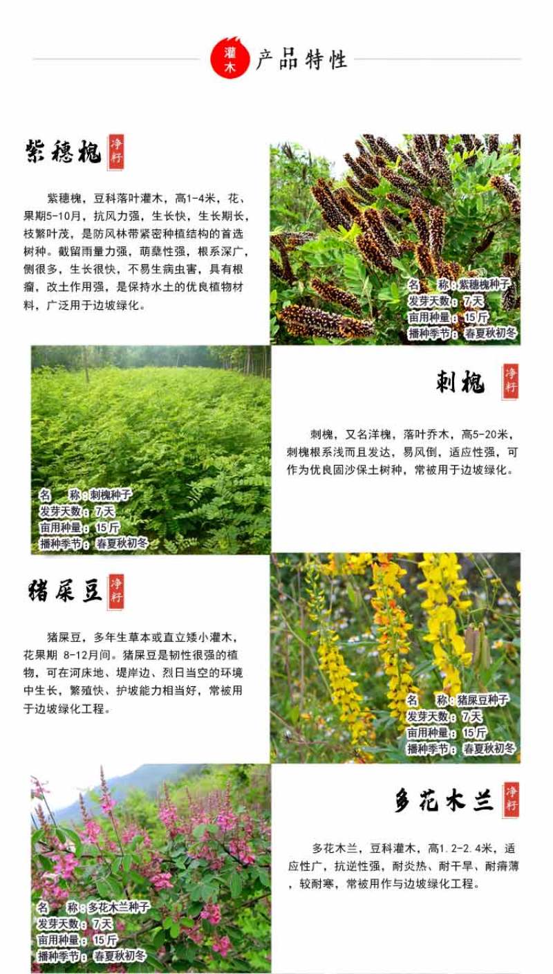 护坡灌木紫穗槐种子芽率98%护坡植被覆盖效果好生长快