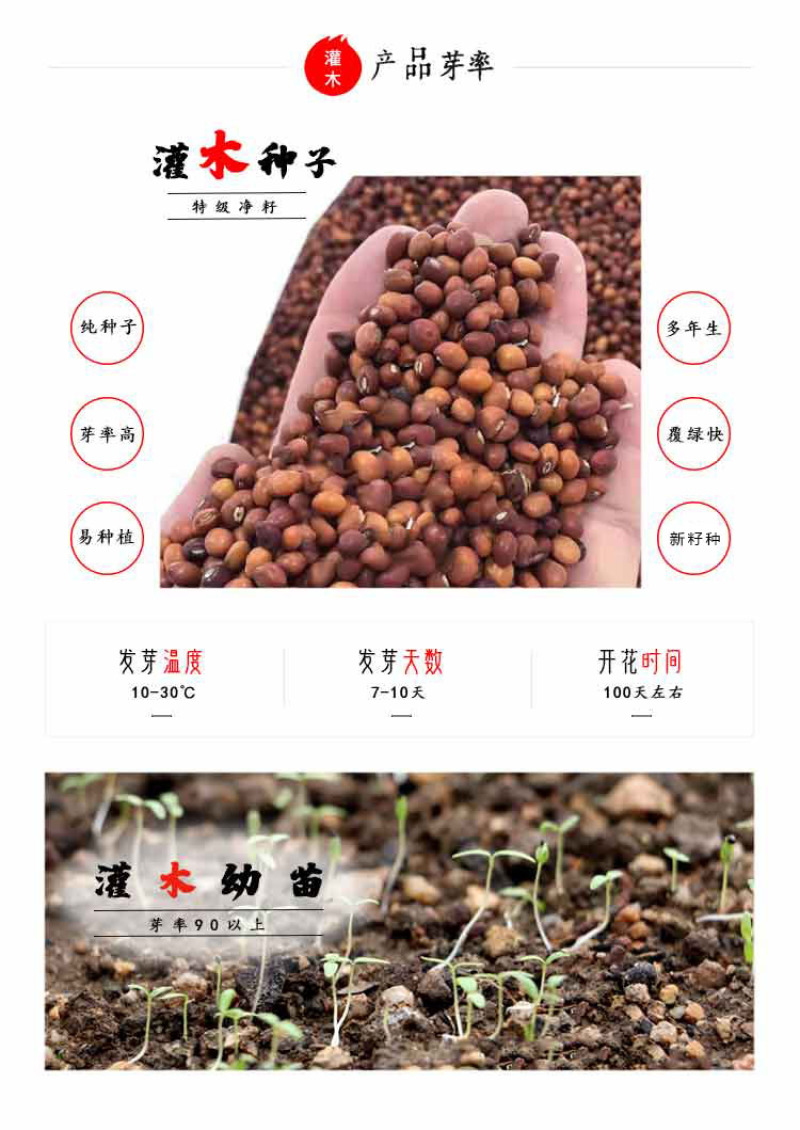 护坡灌木紫穗槐种子芽率98%护坡植被覆盖效果好生长快