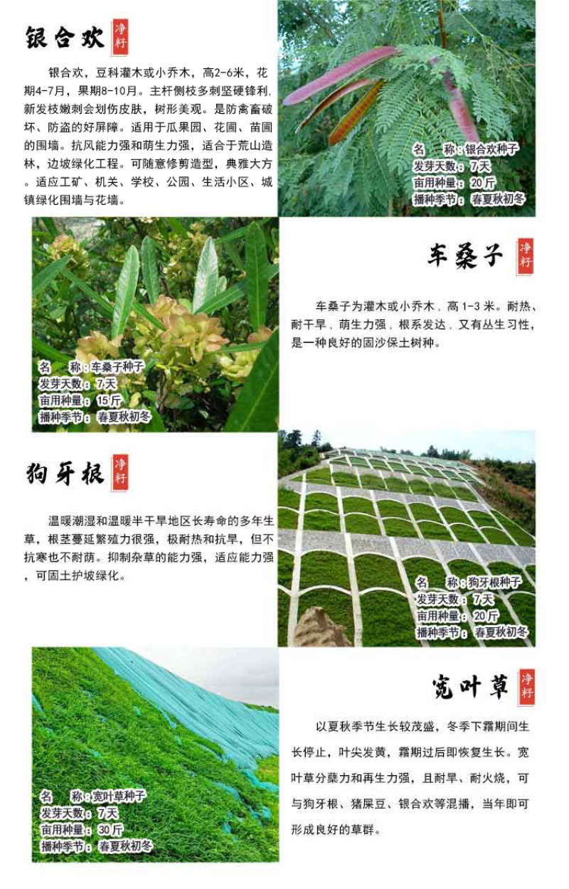 护坡灌木紫穗槐种子芽率98%护坡植被覆盖效果好生长快