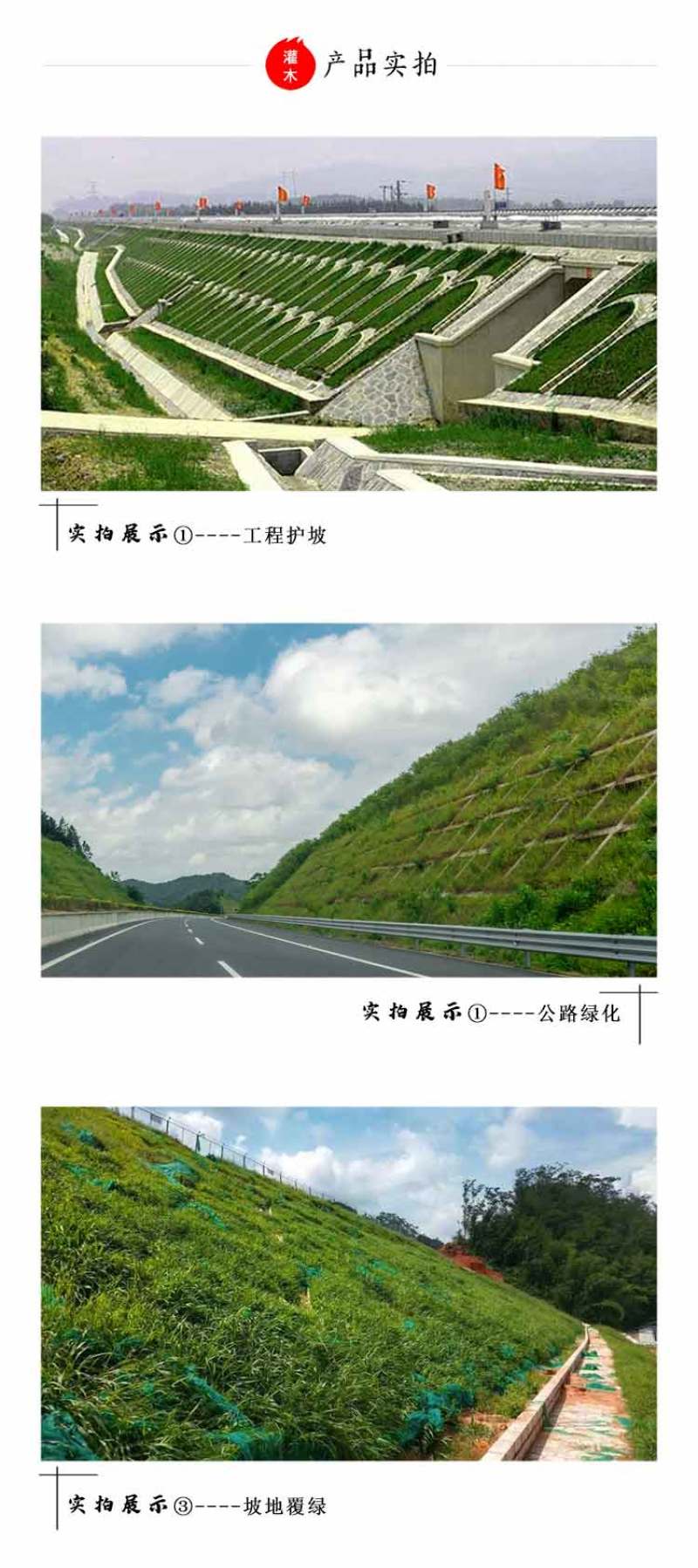 护坡灌木紫穗槐种子芽率98%护坡植被覆盖效果好生长快